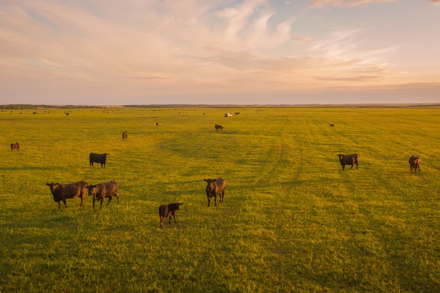 Традиции баскских мясников