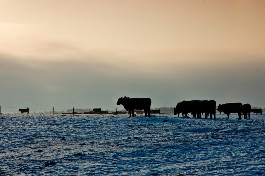 Брянские прерии