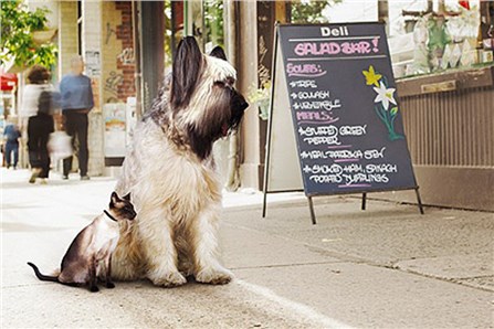 Городские братья